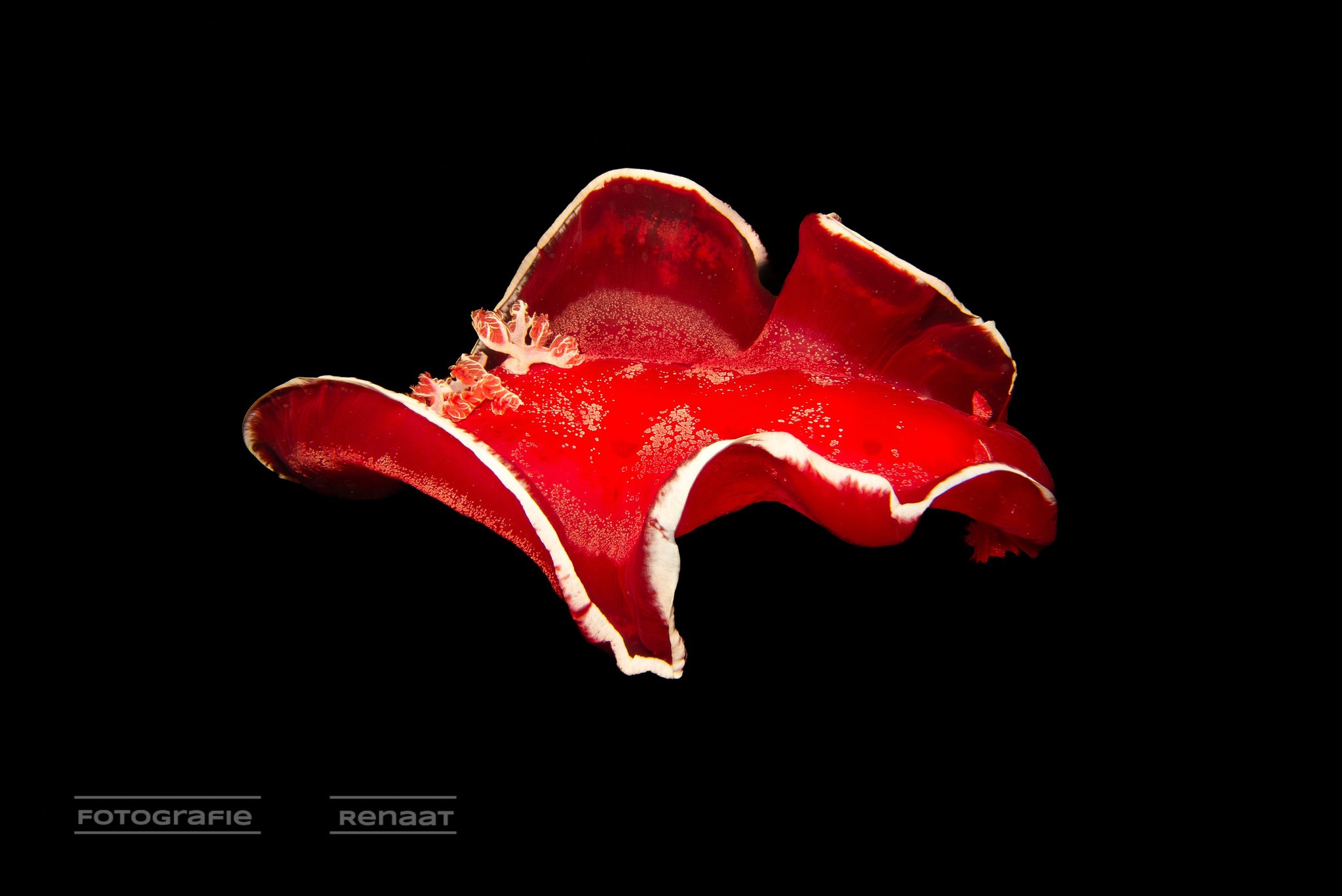 wagtail_18_2025-10 - Thema Rood - RenaatP