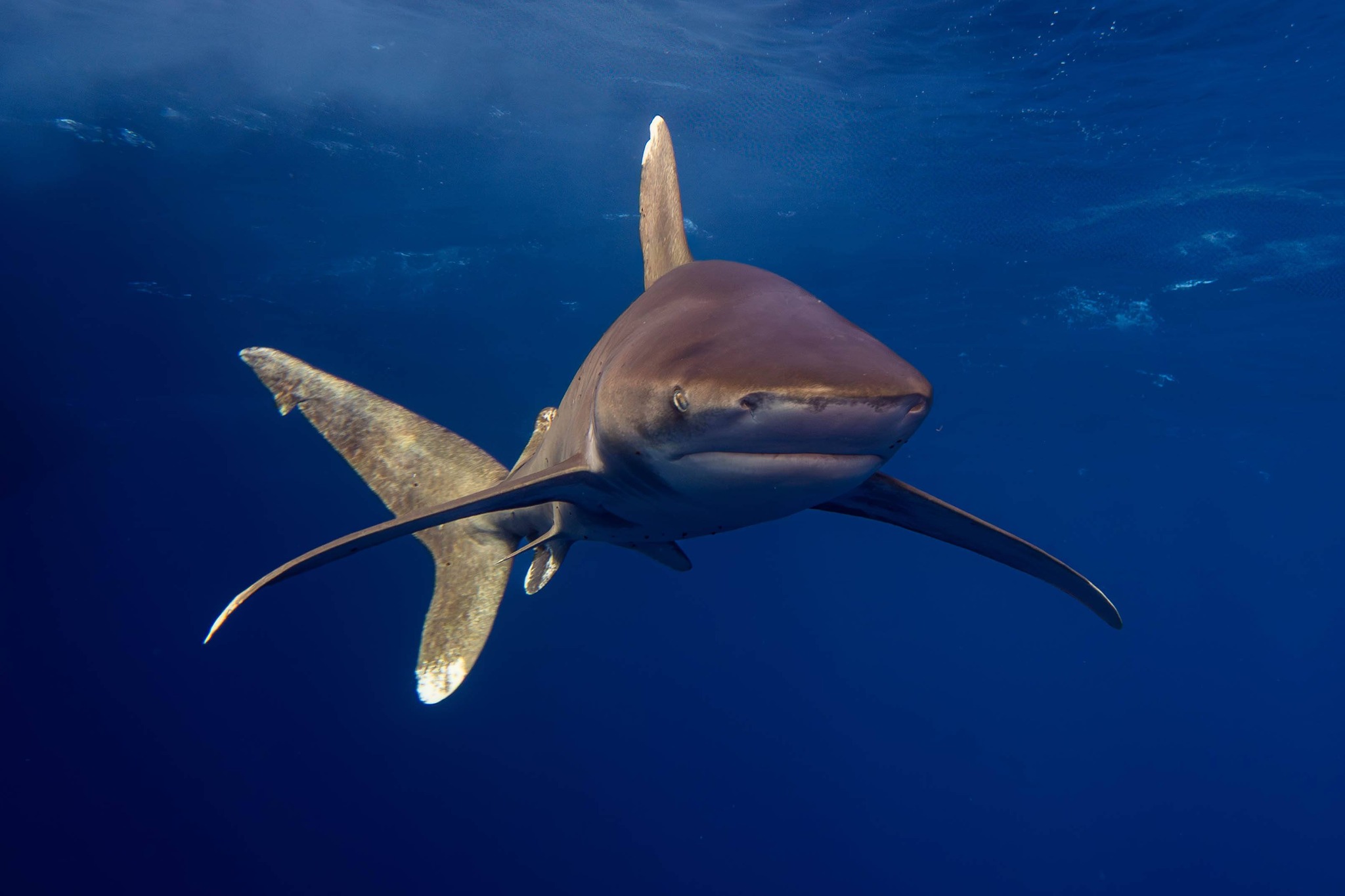 wagtail_19_2025-12 - Thema Haai - HendrikM